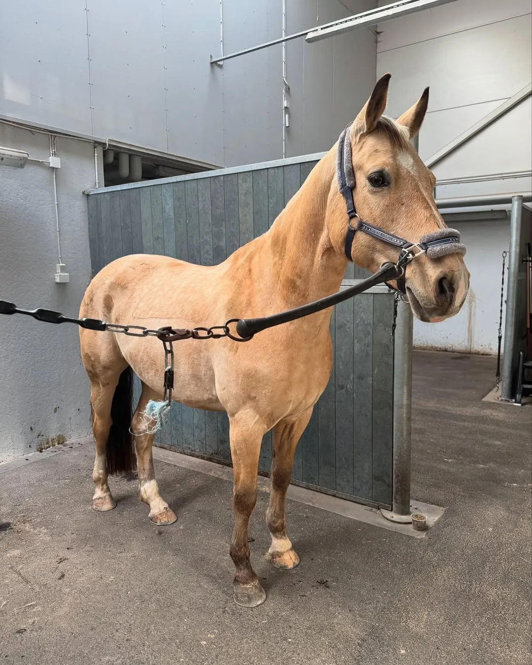 Palominofärgad häst i stallgång