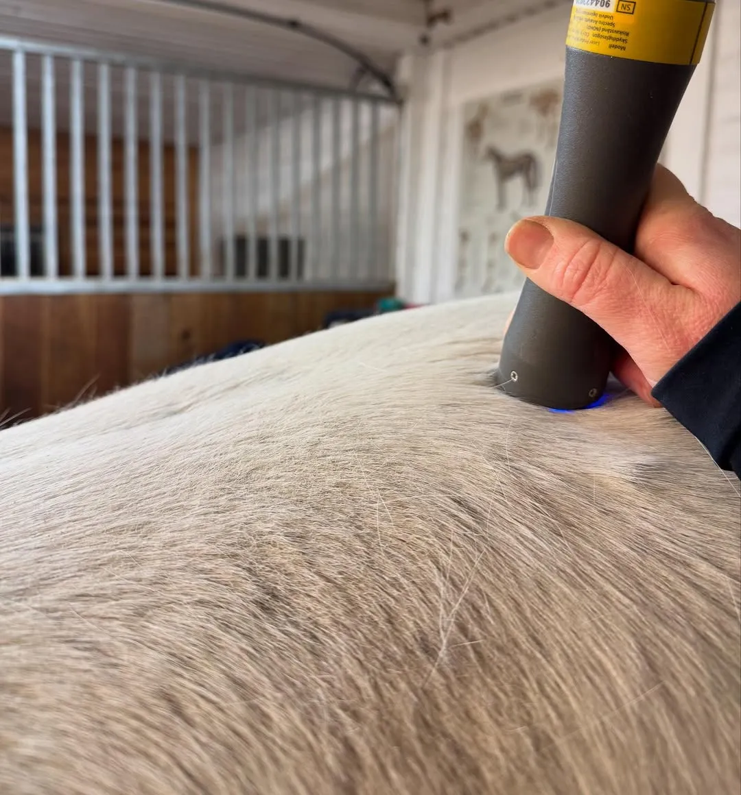 Laserapparat appliceras mot hästens rygg