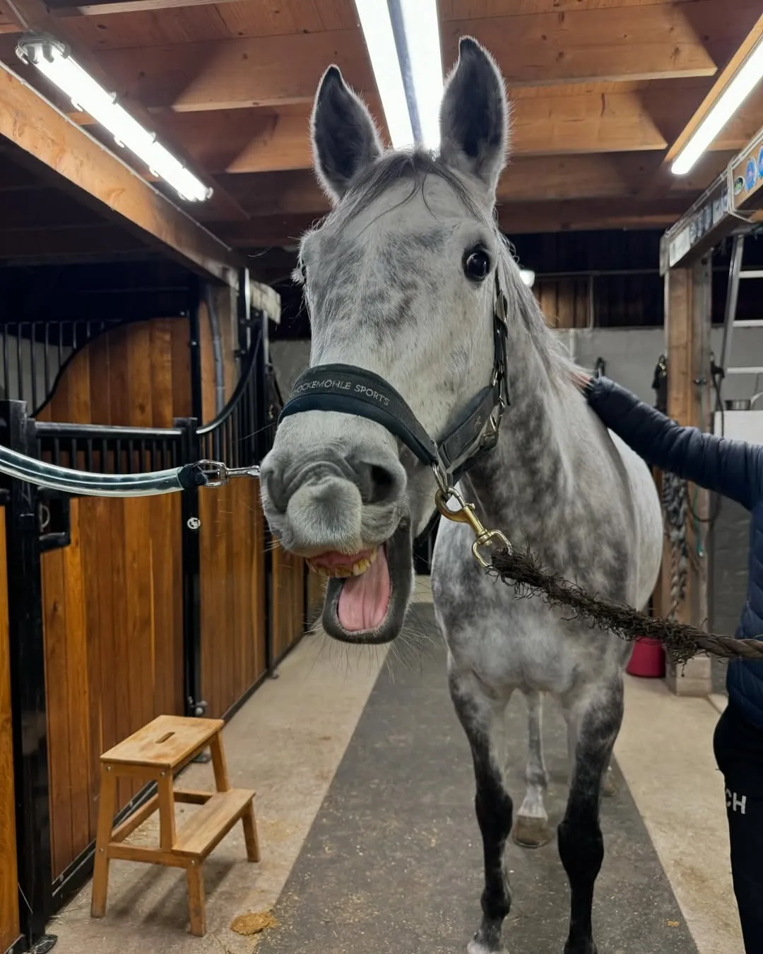 Glad grå häst i stall, nöjd efter behandling