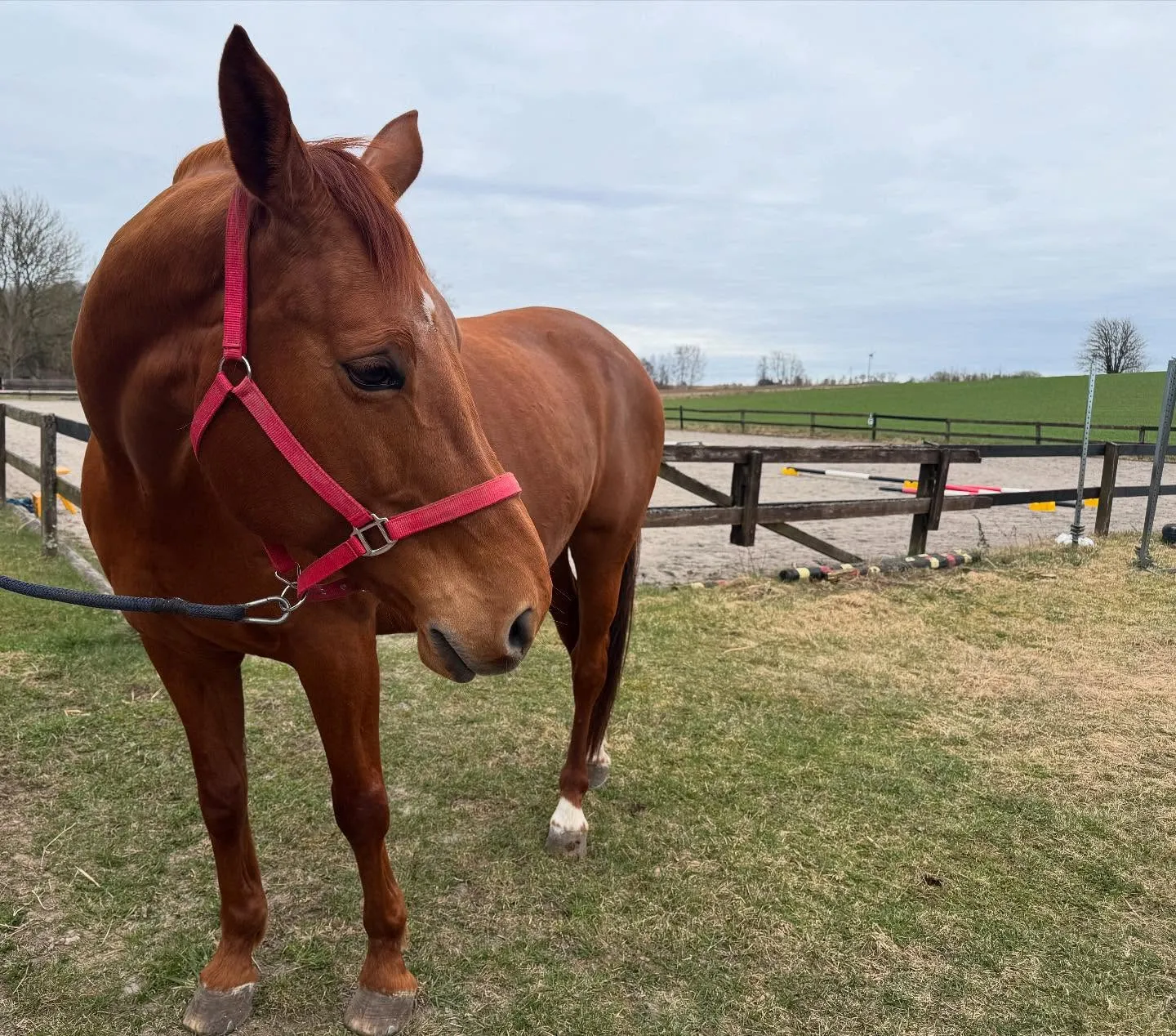 Kastanjfärgad häst på hage