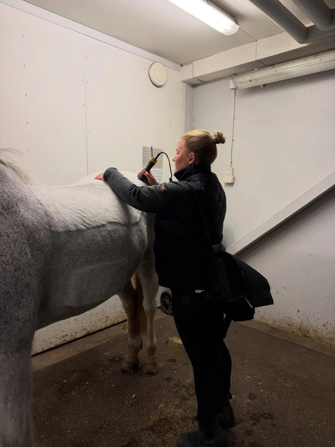 Michaela Löfqvist utför laserbehandling på grå häst i stall